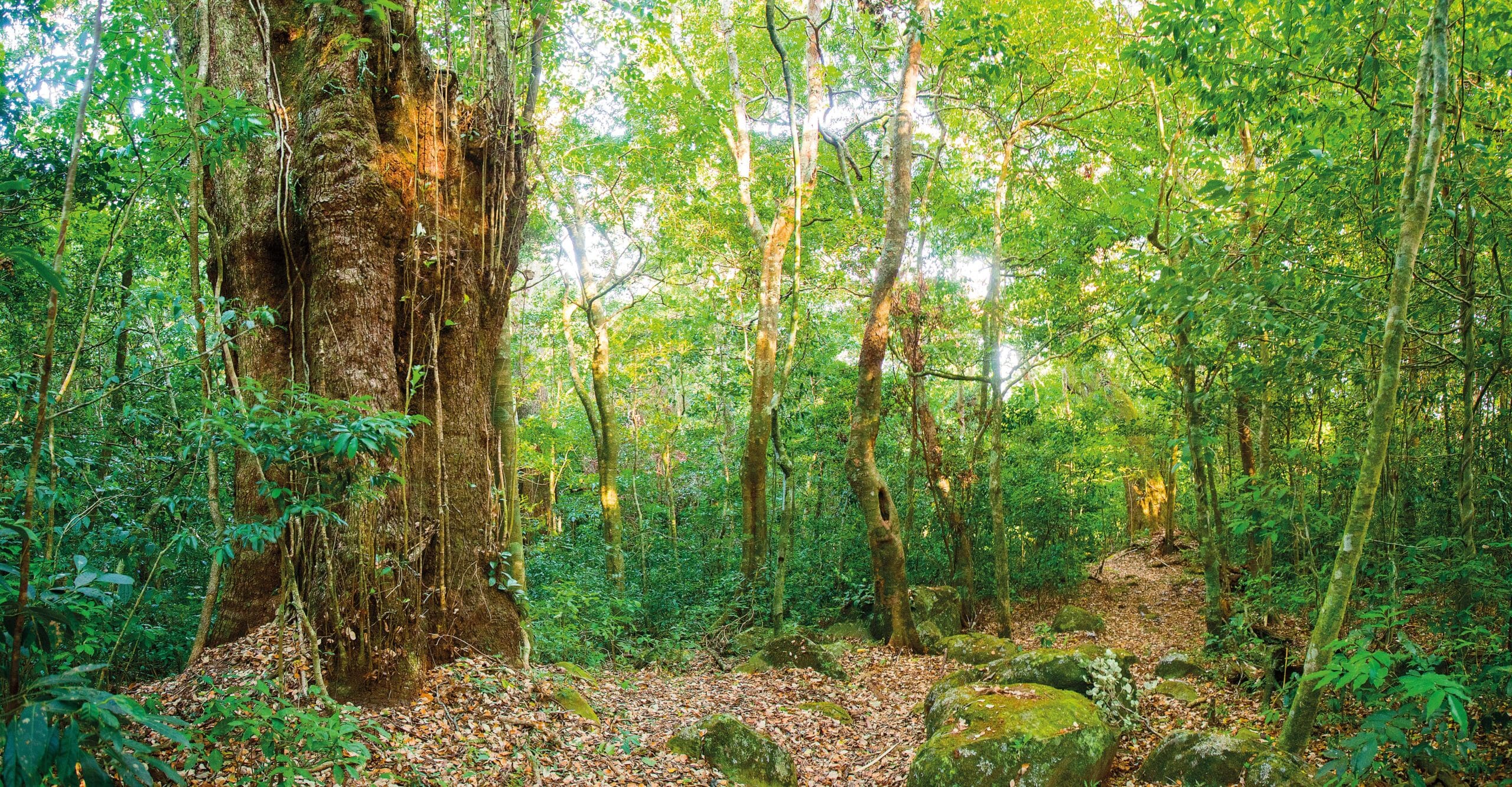 Rincón De La Vieja Volcano: Hike & Hot Springs