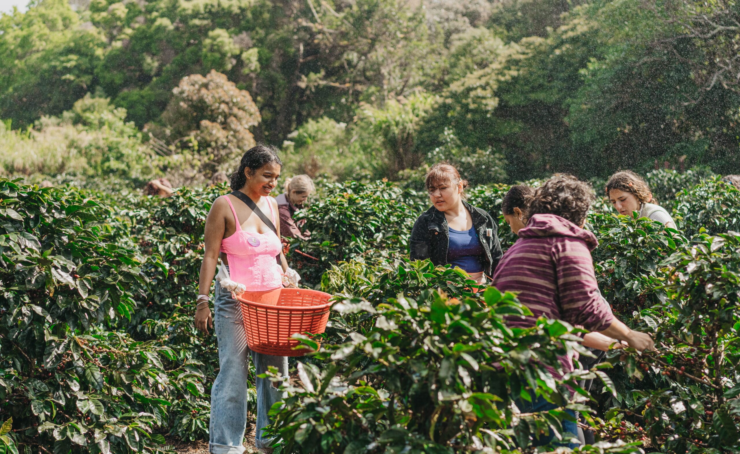 Coffee Lovers Experience Tour