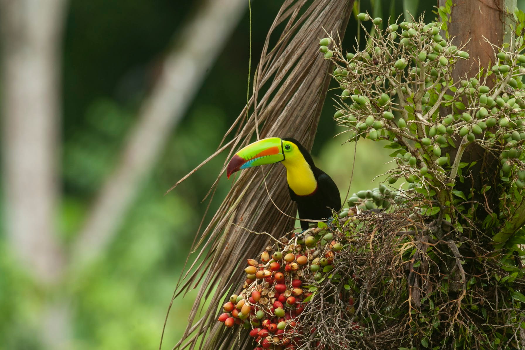 Birding in Open Areas