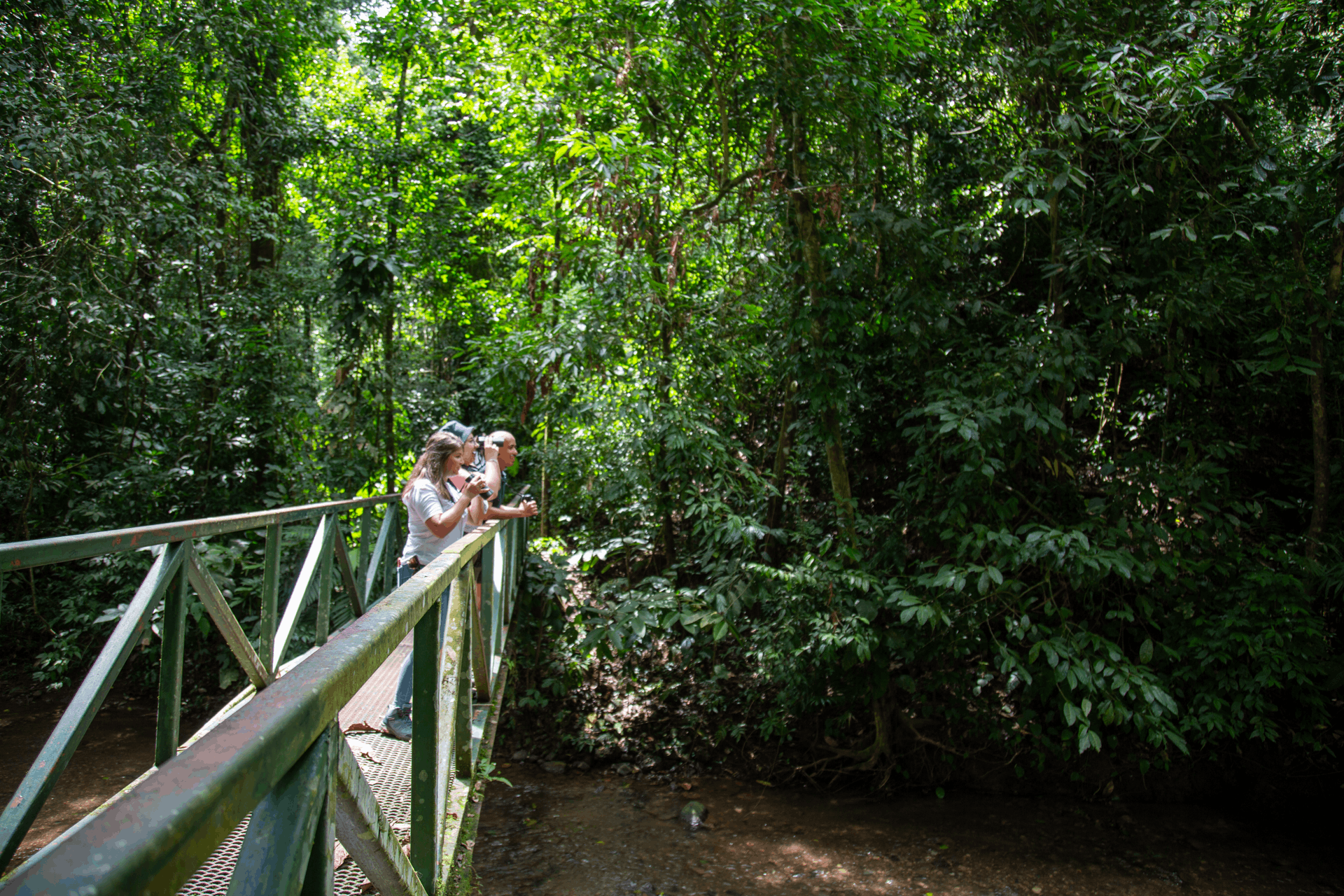 Carara National Park Hike & Mangroves Boat Tour