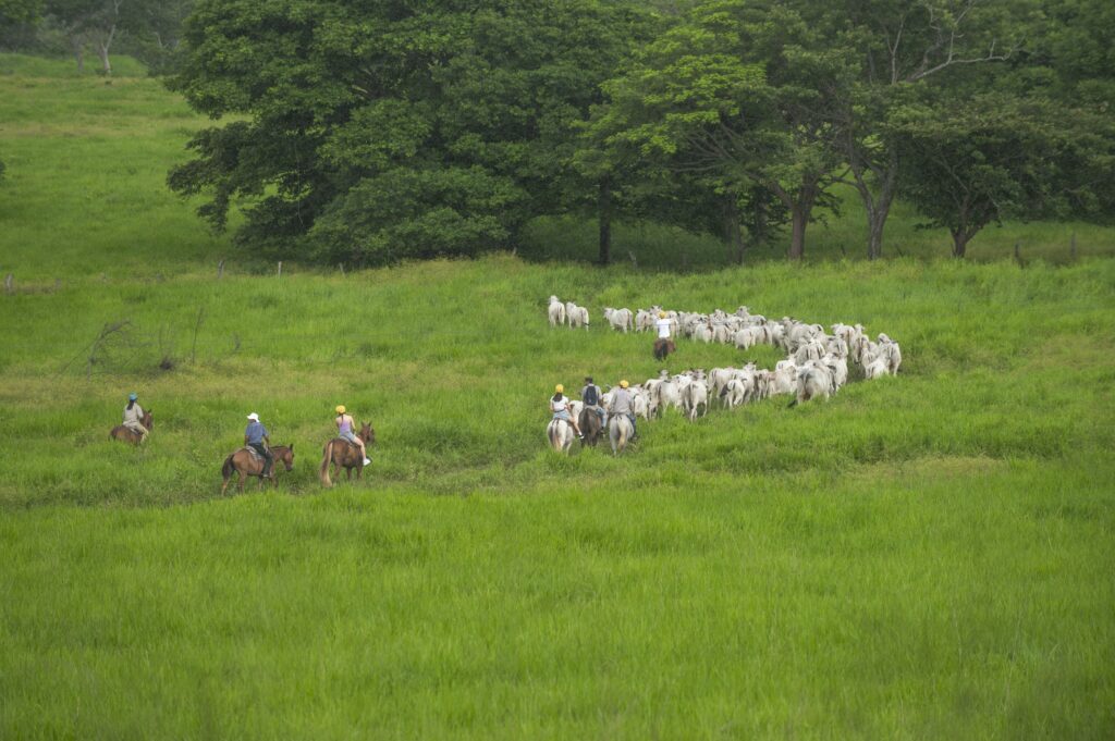 guanacaste-aromal-tour-horseback riding-st-costa-rica-2024-27-min