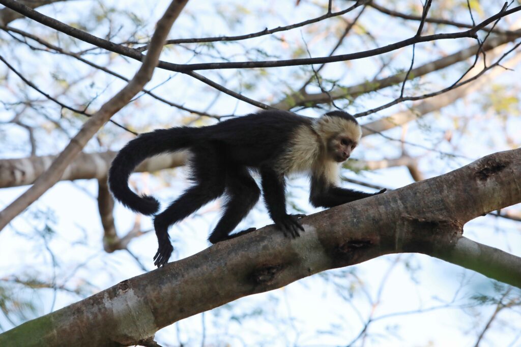 zip-lines-costa-rica1