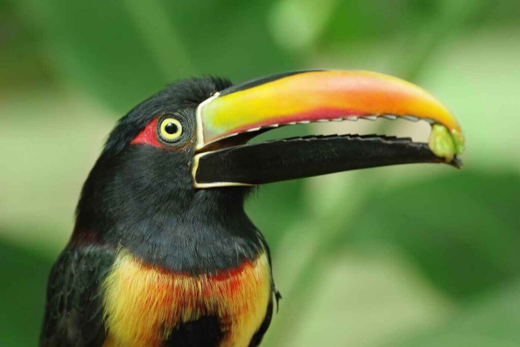 zip-lines-guanacaste2