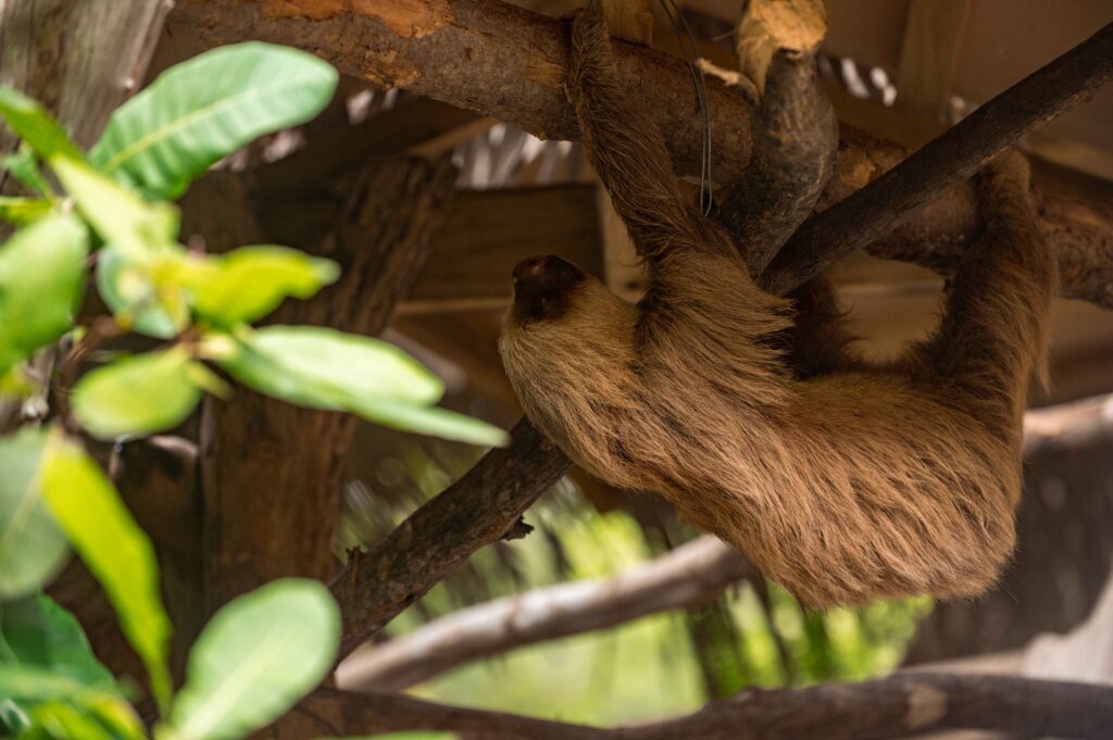 zip-lines-guanacaste5