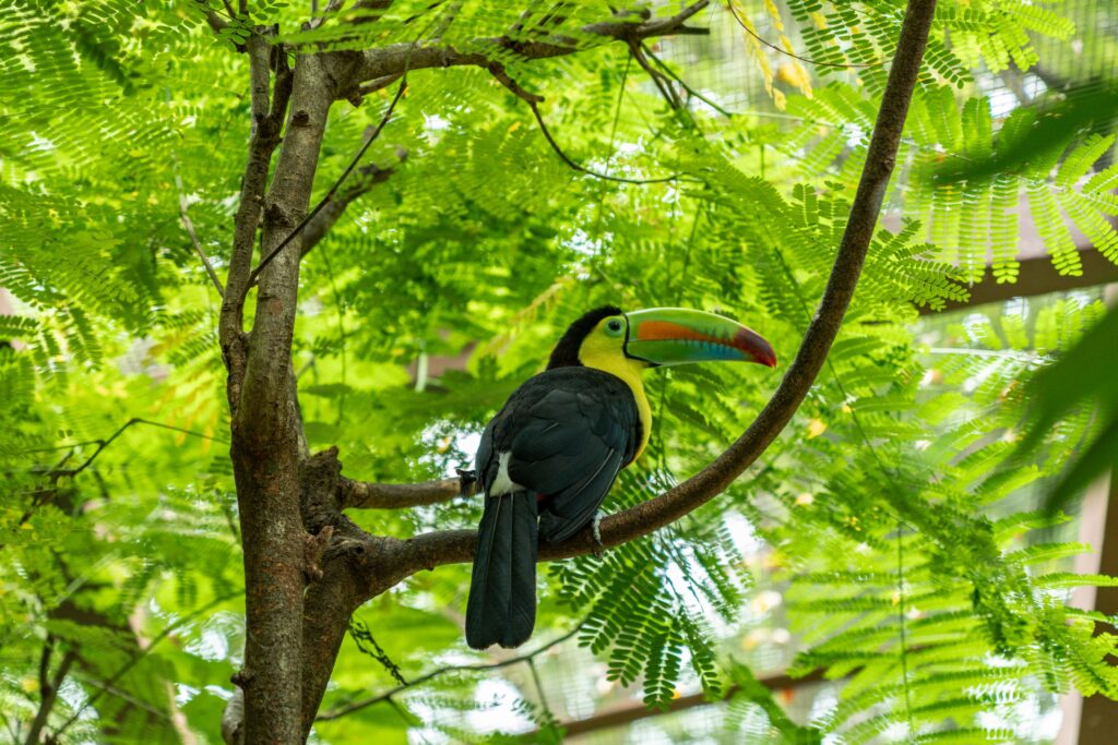 zip-lines-guanacaste6