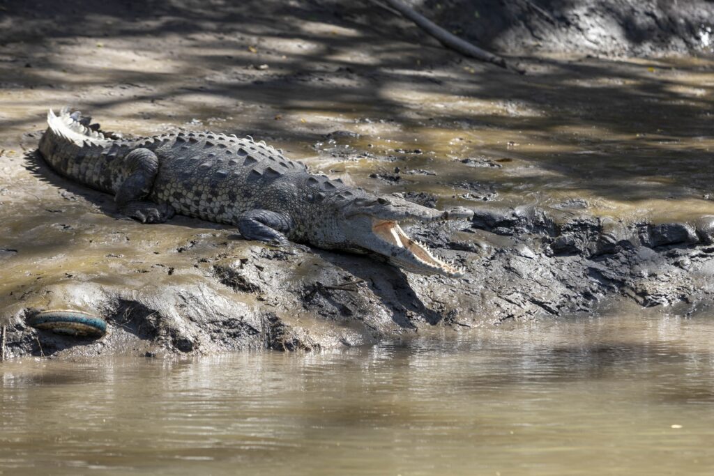 Guanacaste-Hacienda wl Viejo-2024-swisss34 (1)-min