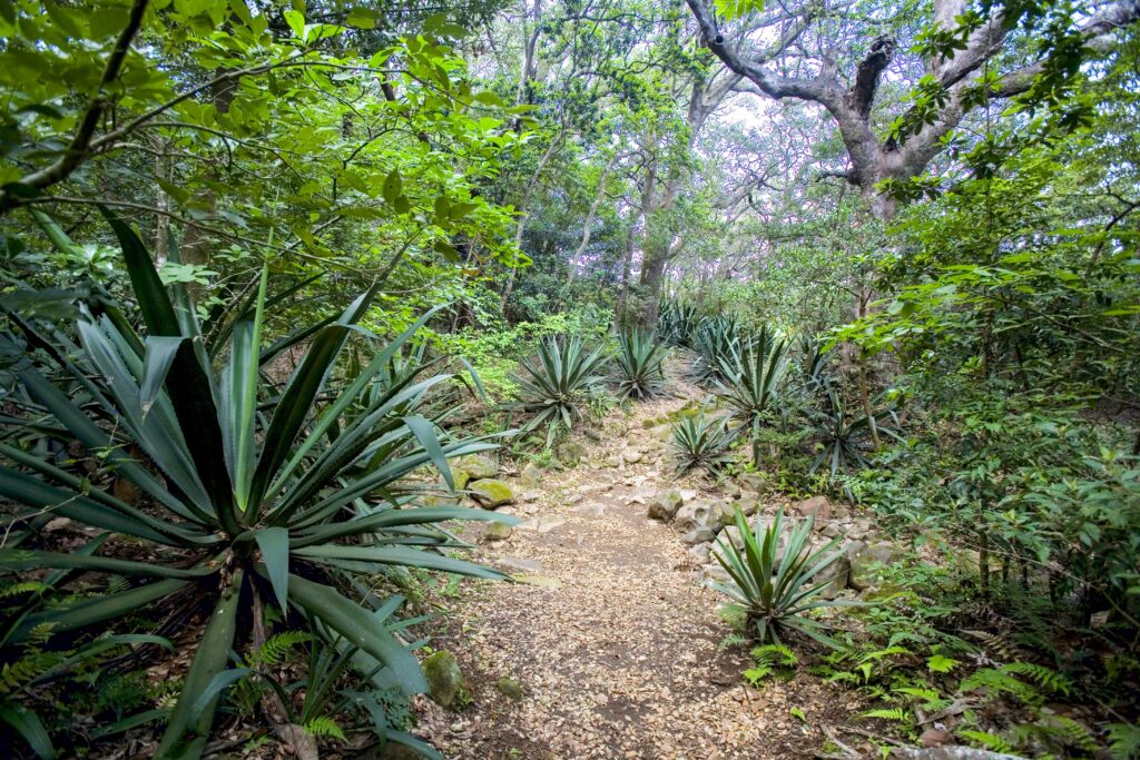 Ricon de la Vieja National Park & Hot Springs (4) (2)-min