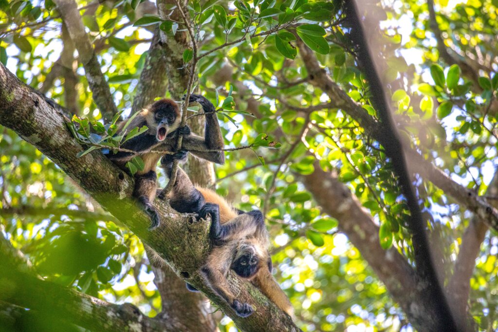 Ricon de la Vieja National Park & Hot Springs (9) (2)-min